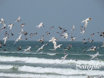 A Mixed Flurry of Terns #Terns-MixedFlurry